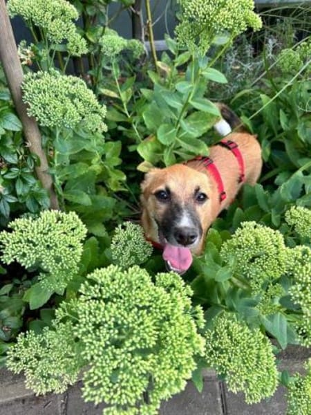 MARJORIE -liebe und verschmuste Seele-