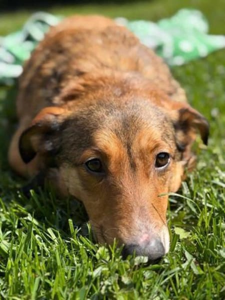 FRIEDL -ruhig & verschmust-