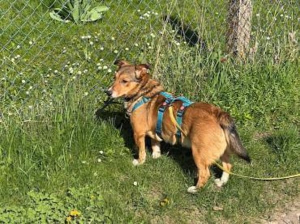 FRIEDL -ruhig & verschmust-