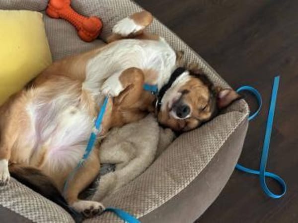 FRIEDL -ruhig & verschmust-