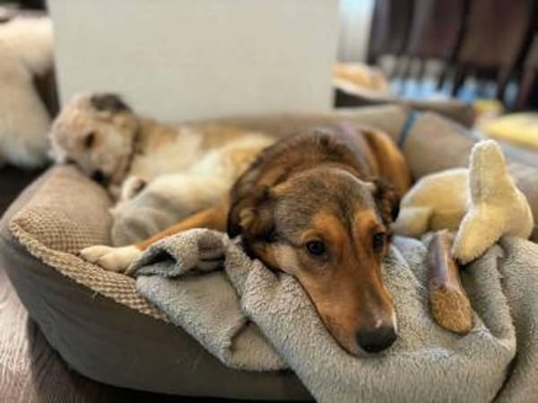 FRIEDL -ruhig & verschmust-