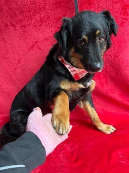 warmherziges Zuhause gesucht