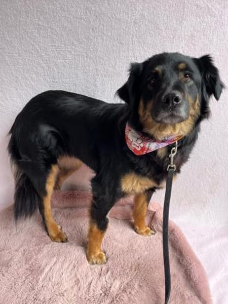 warmherziges Zuhause gesucht