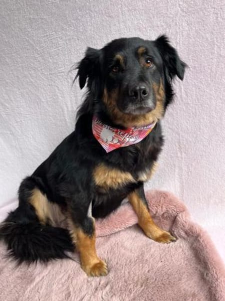 warmherziges Zuhause gesucht