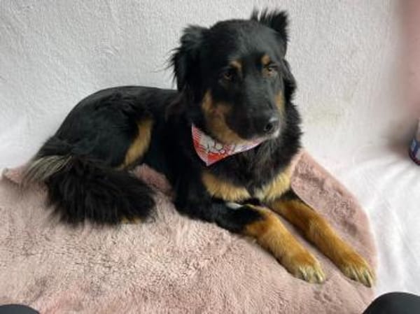 warmherziges Zuhause gesucht