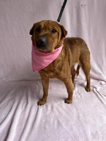 sensible Hündin sucht einfühlsame Mensch