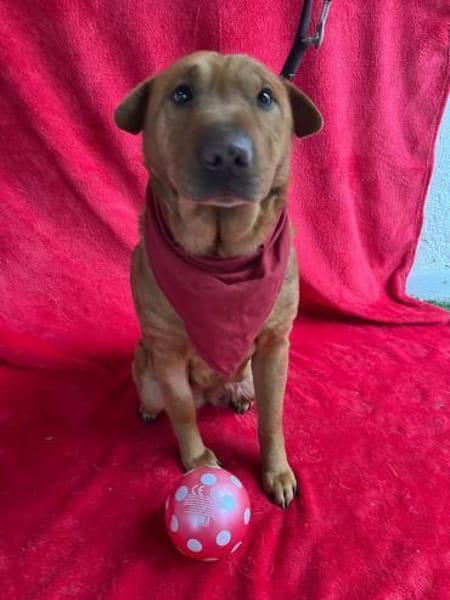 sensible Hündin sucht einfühlsame Mensch