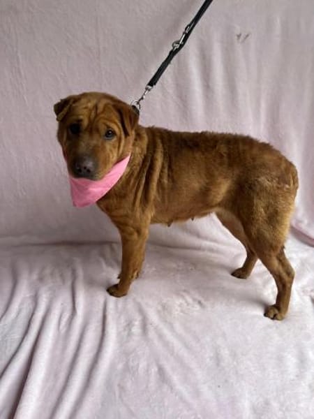 sensible Hündin sucht einfühlsame Mensch