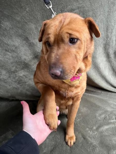 sensible Hündin sucht einfühlsame Mensch