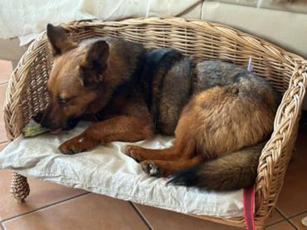 kleine süße Aurea auf PS in 91459