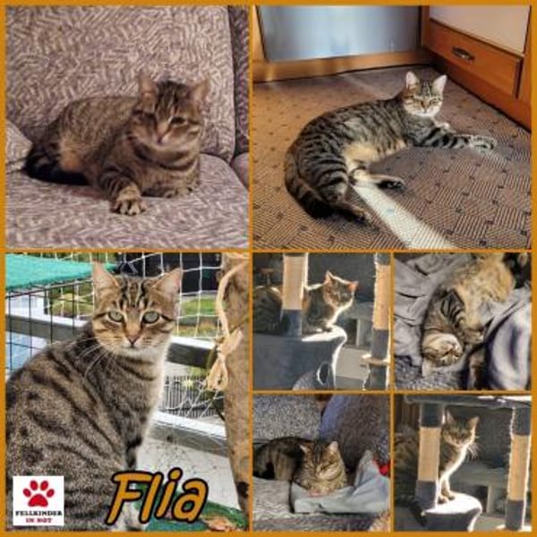 Einzelprinzessin Flia sucht ihre Familie
