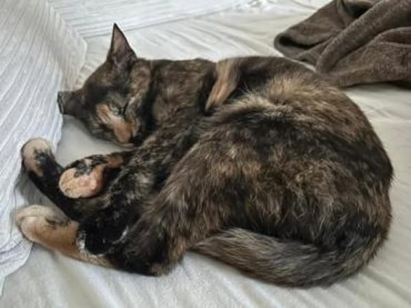 💕Isabell💕 sucht ihre Menschen
