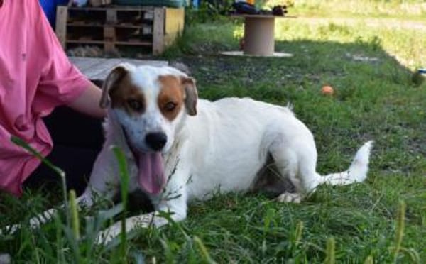 Peter sucht sein Zuhause