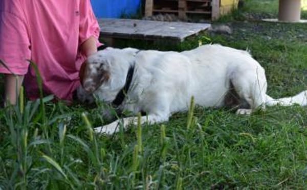 Peter sucht sein Zuhause