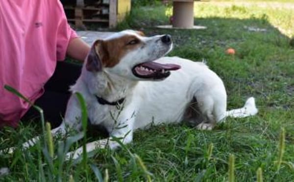 Peter sucht sein Zuhause