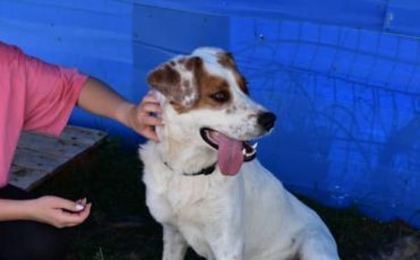 Peter sucht sein Zuhause