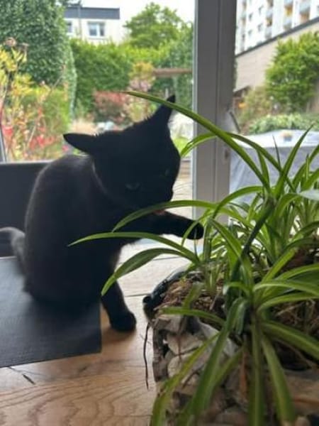 💛Lilly💛 sucht ihr Zuhause