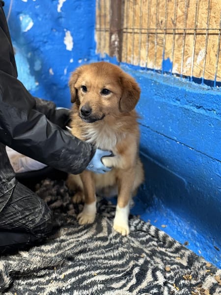 Anton - Zuhause gesucht