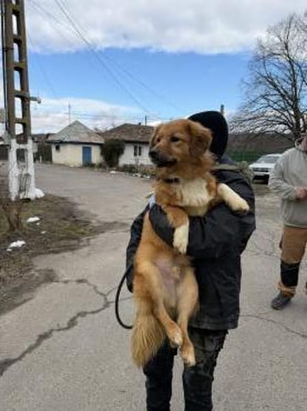 Anton - Zuhause gesucht