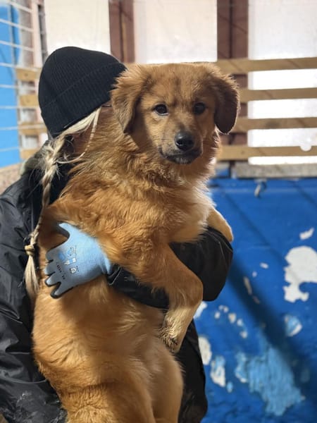 Anton - Zuhause gesucht