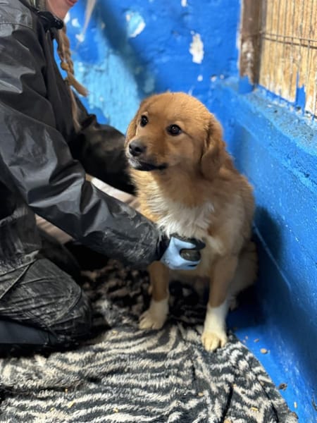 Anton - Zuhause gesucht