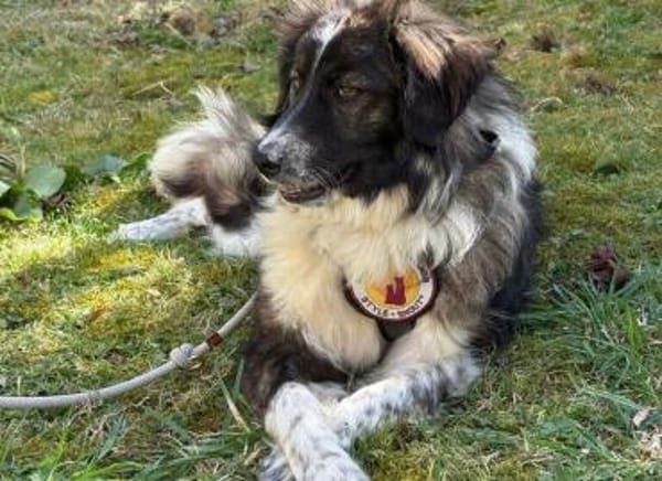 Kämperin Nougi sucht ihr Zuhause