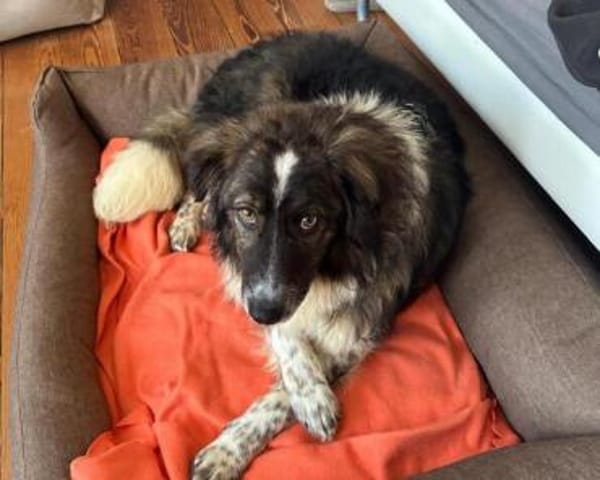 Kämperin Nougi sucht ihr Zuhause