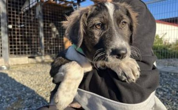 Kämperin Nougi sucht ihr Zuhause