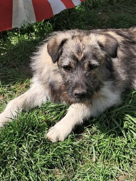 Pavel, kleiner Hundemann auf Suche