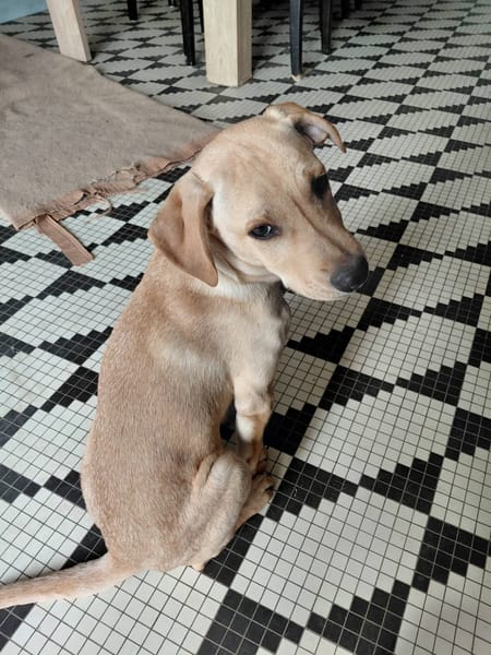 loulou croisé pincher réunion