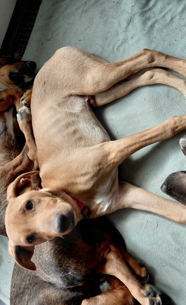 DONALD croisé pincher réunion