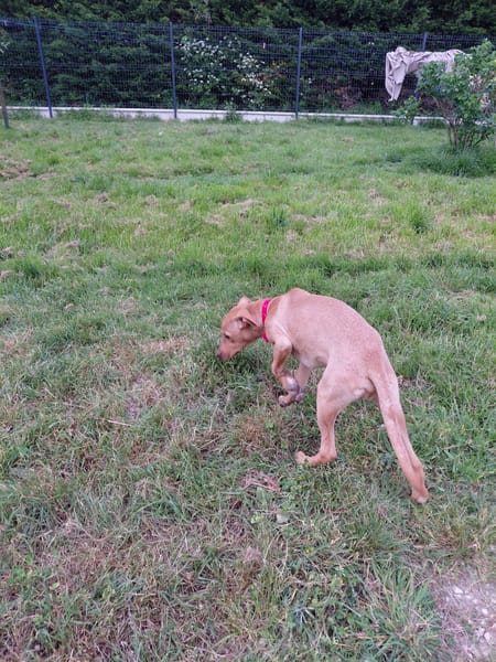 DONALD croisé pincher réunion