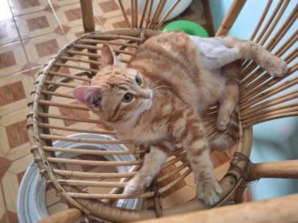 Liebe Schmusekatze Reina