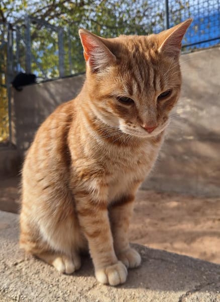 Liebevoller Kater Garfield