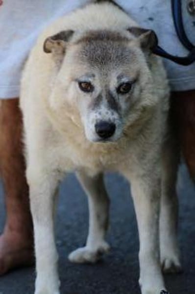 Gaiwan - kinderlieber Familienhund