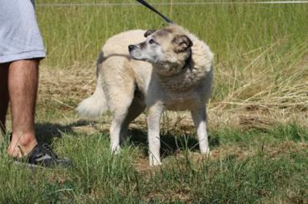 Gaiwan - kinderlieber Familienhund