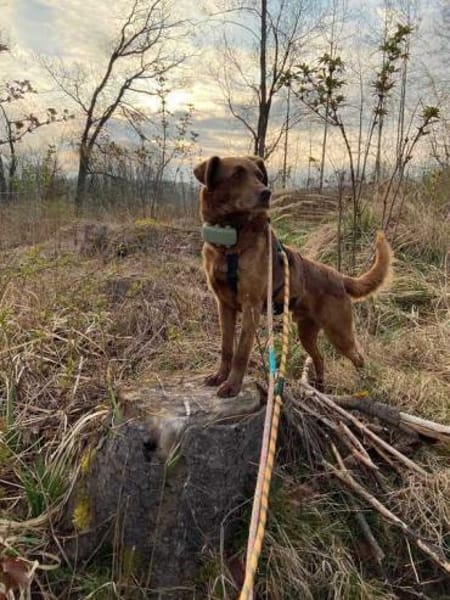 Tender sucht ein Zuhause