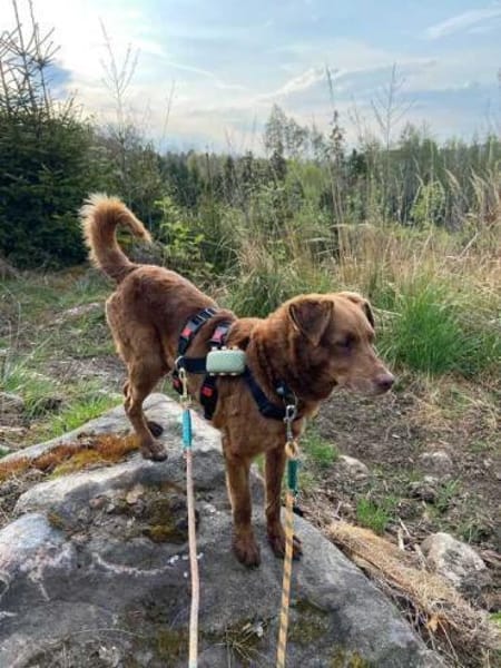 Tender sucht ein Zuhause