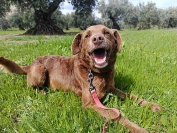 Tender sucht ein Zuhause