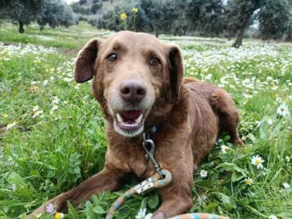 Tender sucht ein Zuhause