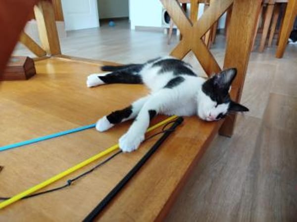 Junges Katerduo Elis und Piruleta