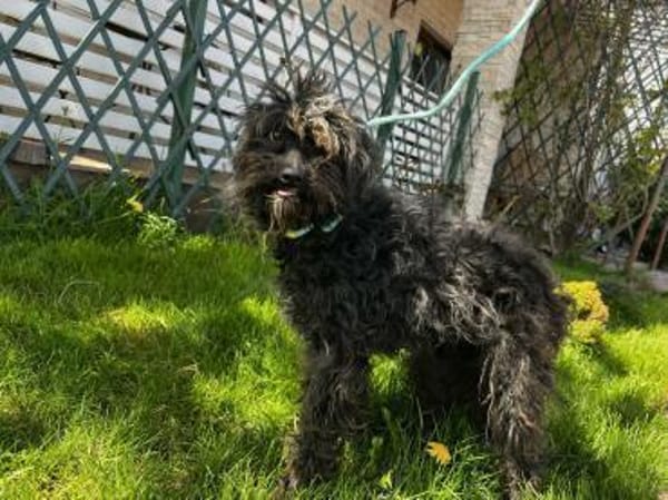 Patty:Ein Lockenkopf voller Lebensfreude