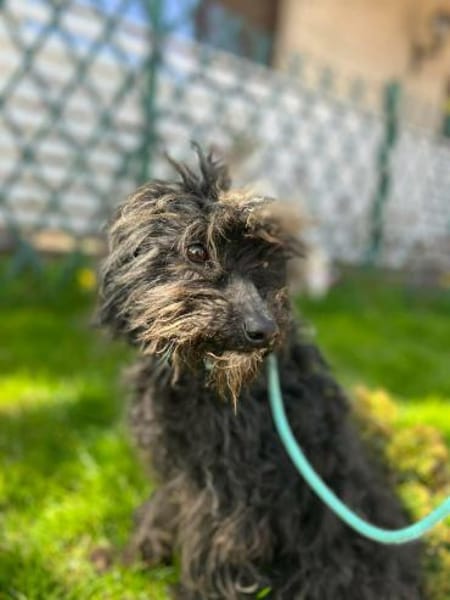 Patty:Ein Lockenkopf voller Lebensfreude