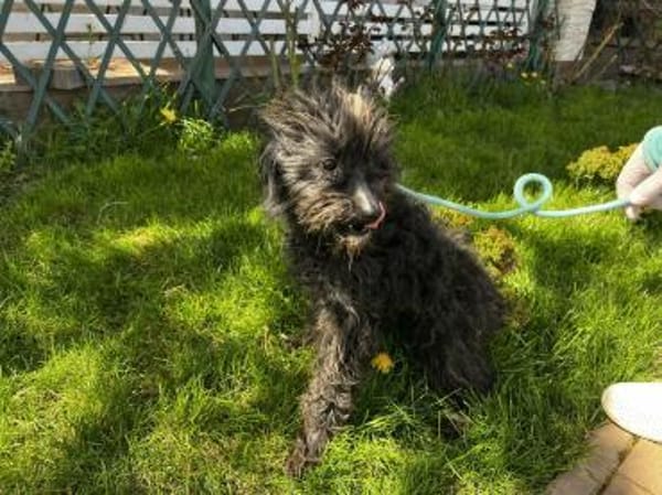 Patty:Ein Lockenkopf voller Lebensfreude