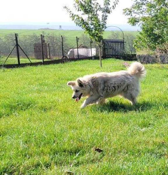 NOTFALL- MASCHA  verliert ihr Zuhause