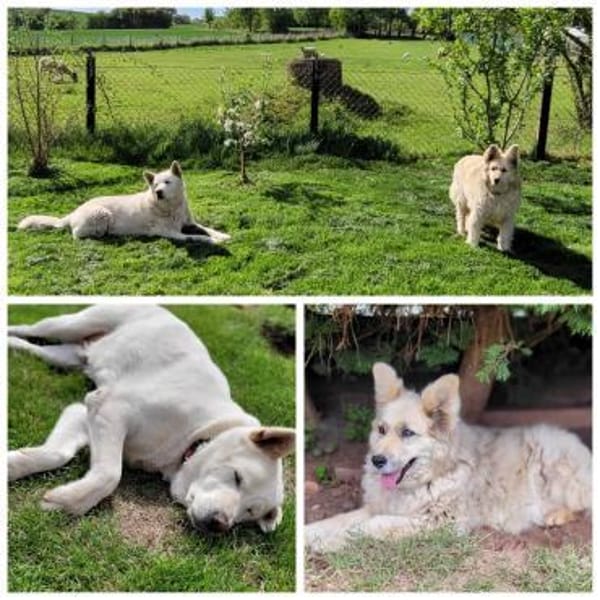 NOTFALL- MASCHA  verliert ihr Zuhause