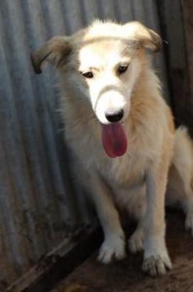 Aryan - aufgeweckt u. verträglich