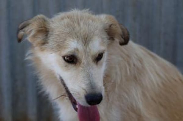 Aryan - aufgeweckt u. verträglich