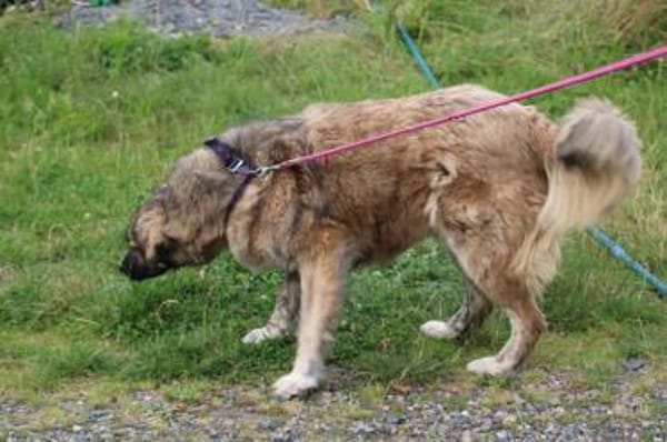 Minka - zutraulich u. kinderlieb