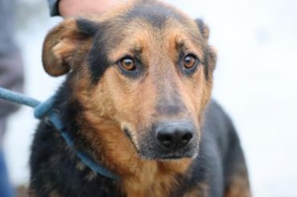 Billy - unkompliziert u. kinderlieb